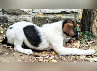 ❤️ NANA – KLEINES STUMMELSCHWÄNZCHEN, GROSSE LEBENSFREUDE! ❤️