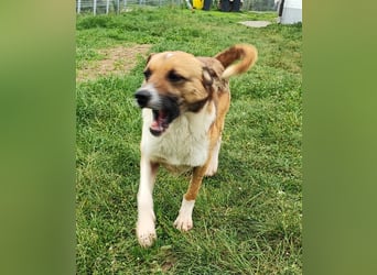 Charlie sucht seine Familie