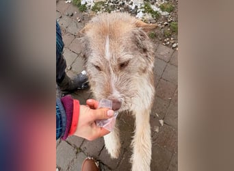 Sara sucht ihre Familie