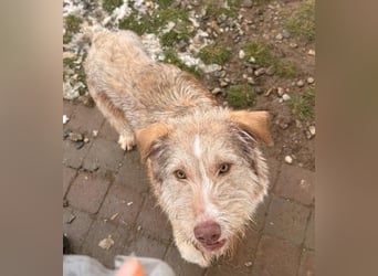 Sara sucht ihre Familie
