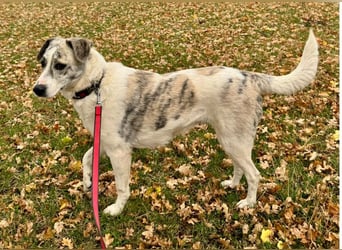 IVY – NEUN WELPEN HAT SIE LIEBE GESCHENKT. JETZT IST SIE AN DER REIHE! ❤️