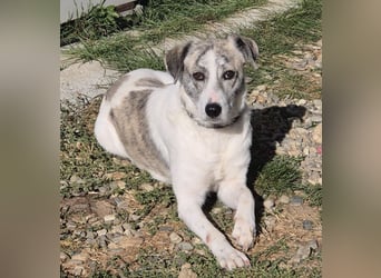 IVY – NEUN WELPEN HAT SIE LIEBE GESCHENKT. JETZT IST SIE AN DER REIHE! ❤️