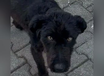 Kito sucht seine aktive Familie