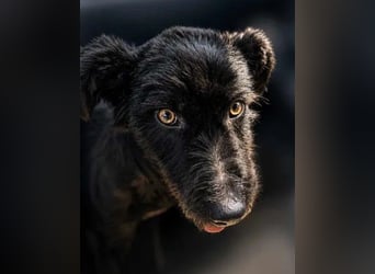 Kito sucht seine aktive Familie