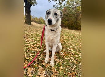 IVY – NEUN WELPEN HAT SIE LIEBE GESCHENKT. JETZT IST SIE AN DER REIHE! ❤️