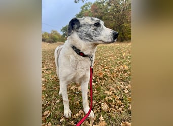 IVY – NEUN WELPEN HAT SIE LIEBE GESCHENKT. JETZT IST SIE AN DER REIHE! ❤️