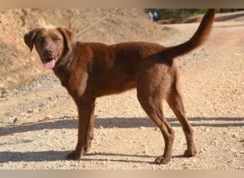 Leonardo, ein fröhlicher Wirbelwind und treuer Gefährte