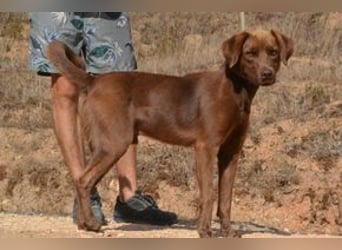 Leonardo, ein fröhlicher Wirbelwind und treuer Gefährte