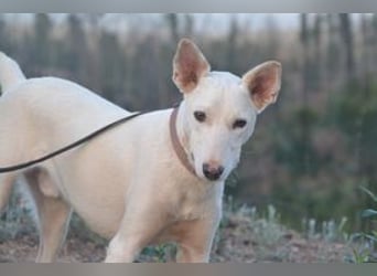 Lagune, ein zugewandter und liebenswerter Wildfang