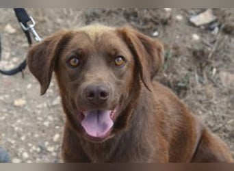 Leonardo, ein fröhlicher Wirbelwind und treuer Gefährte