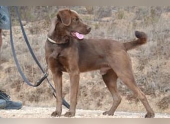 Leonardo, ein fröhlicher Wirbelwind und treuer Gefährte