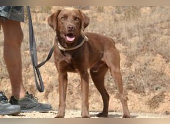 Leonardo, ein fröhlicher Wirbelwind und treuer Gefährte