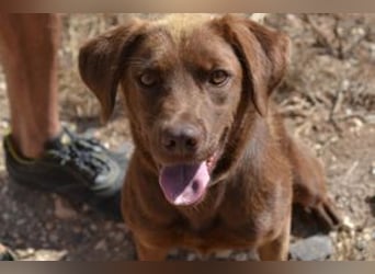 Leonardo, ein fröhlicher Wirbelwind und treuer Gefährte