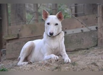 Lagune, ein zugewandter und liebenswerter Wildfang