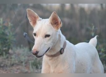 Lagune, ein zugewandter und liebenswerter Wildfang