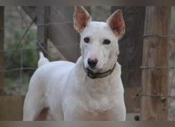 Lagune, ein zugewandter und liebenswerter Wildfang