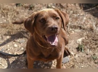 Leonardo, ein fröhlicher Wirbelwind und treuer Gefährte