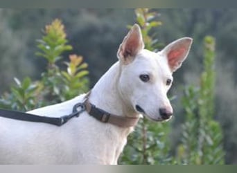 Lagune, ein zugewandter und liebenswerter Wildfang