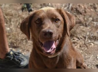 Leonardo, ein fröhlicher Wirbelwind und treuer Gefährte