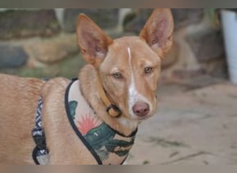 Nubi, eine sanfte kleine Entdeckerin mit vorsichtiger Neugier