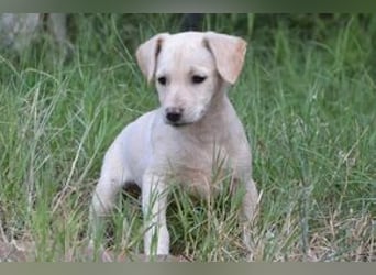 Sava, Samanta, Salma und Savi, vier fröhliche und unkomplizierte Welpenmädchen