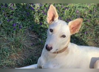 Lagune, ein zugewandter und liebenswerter Wildfang