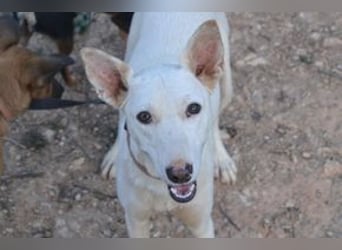 Lagune, ein zugewandter und liebenswerter Wildfang