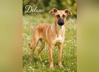 Delano - voller Charme und Lebensfreude