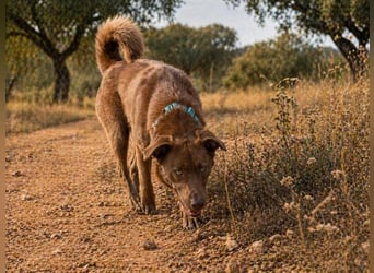 Amendoa - ein kesses Mädchen