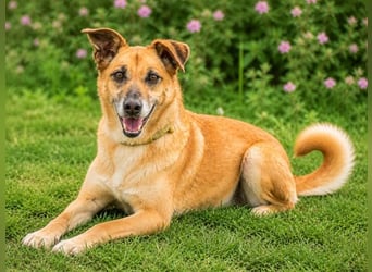 Sunny – lebensfrohe Hündin sucht ihre Menschen