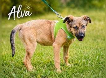 Alva - jung, freundlich und bereit fürs Leben