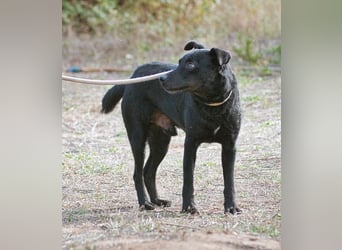 Matteus – ein sanfter Begleiter