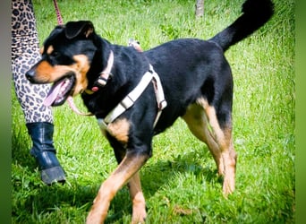 Calvin - ein sanfter Freund