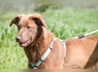 Amendoa - ein kesses Mädchen