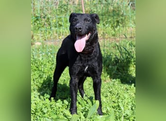 Matteus – ein sanfter Begleiter