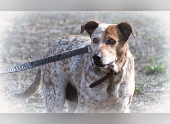 Duke – ein Schatz mit Handicap