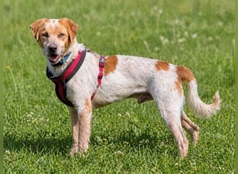 Amigo - möchte wieder dazugehören