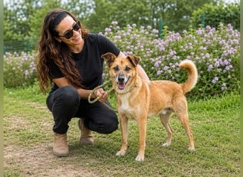 Sunny – lebensfrohe Hündin sucht ihre Menschen
