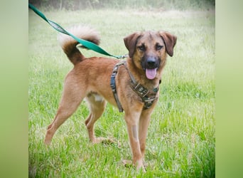 Sweet – junger Wirbelwind mit Herz