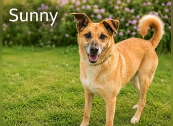 Sunny – lebensfrohe Hündin sucht ihre Menschen