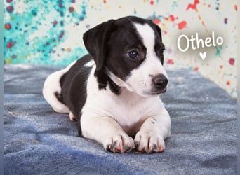 Othelo – bereit für ein Leben mit dir