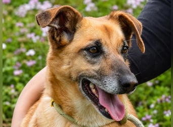Sunny – lebensfrohe Hündin sucht ihre Menschen
