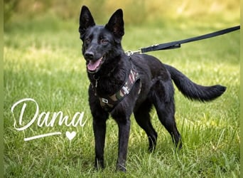 Dama - treue Begleiterin möchte wieder ankommen