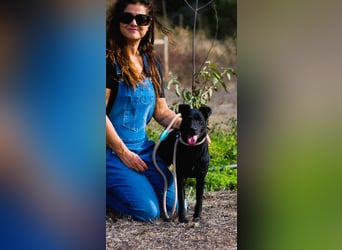 Matteus – ein sanfter Begleiter