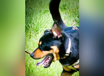 Calvin - ein sanfter Freund