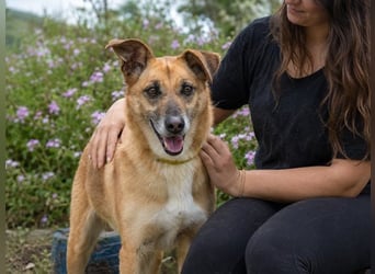 Sunny – lebensfrohe Hündin sucht ihre Menschen