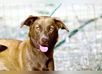 Amendoa - ein kesses Mädchen