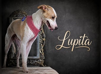 Lupita - gute Laune auf vier Pfoten