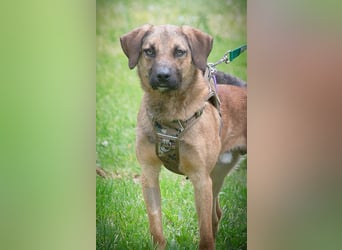 Sweet – junger Wirbelwind mit Herz