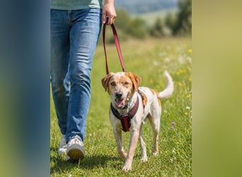 Amigo - möchte wieder dazugehören